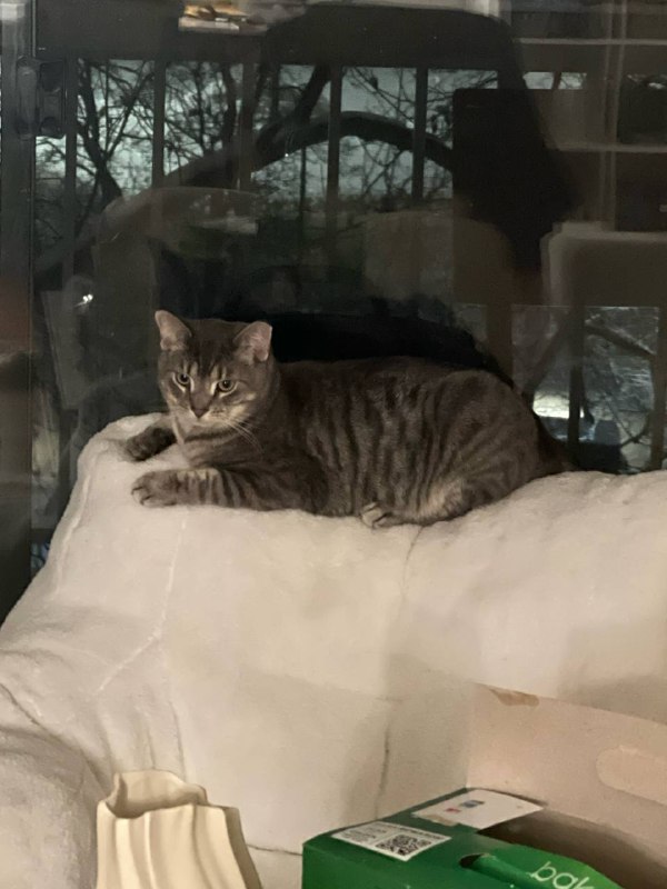 小肥猫最近的新趴点，小沙发的上面 #life