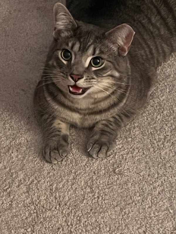 跑累了的小狗只 #xiuxiu #life