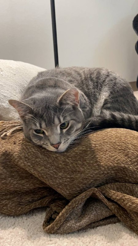 小猫的最新睡觉地点 #life小猫的最新睡觉地点 #life