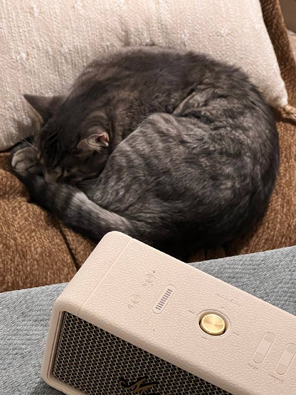 小猫的最新睡觉地点 #life小猫的最新睡觉地点 #life